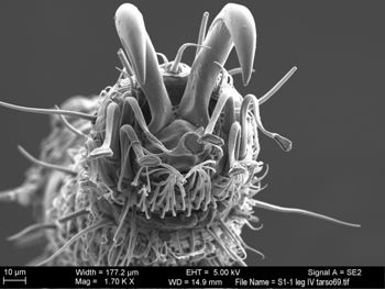 Media type: image; Invertebrate Zoology 131275